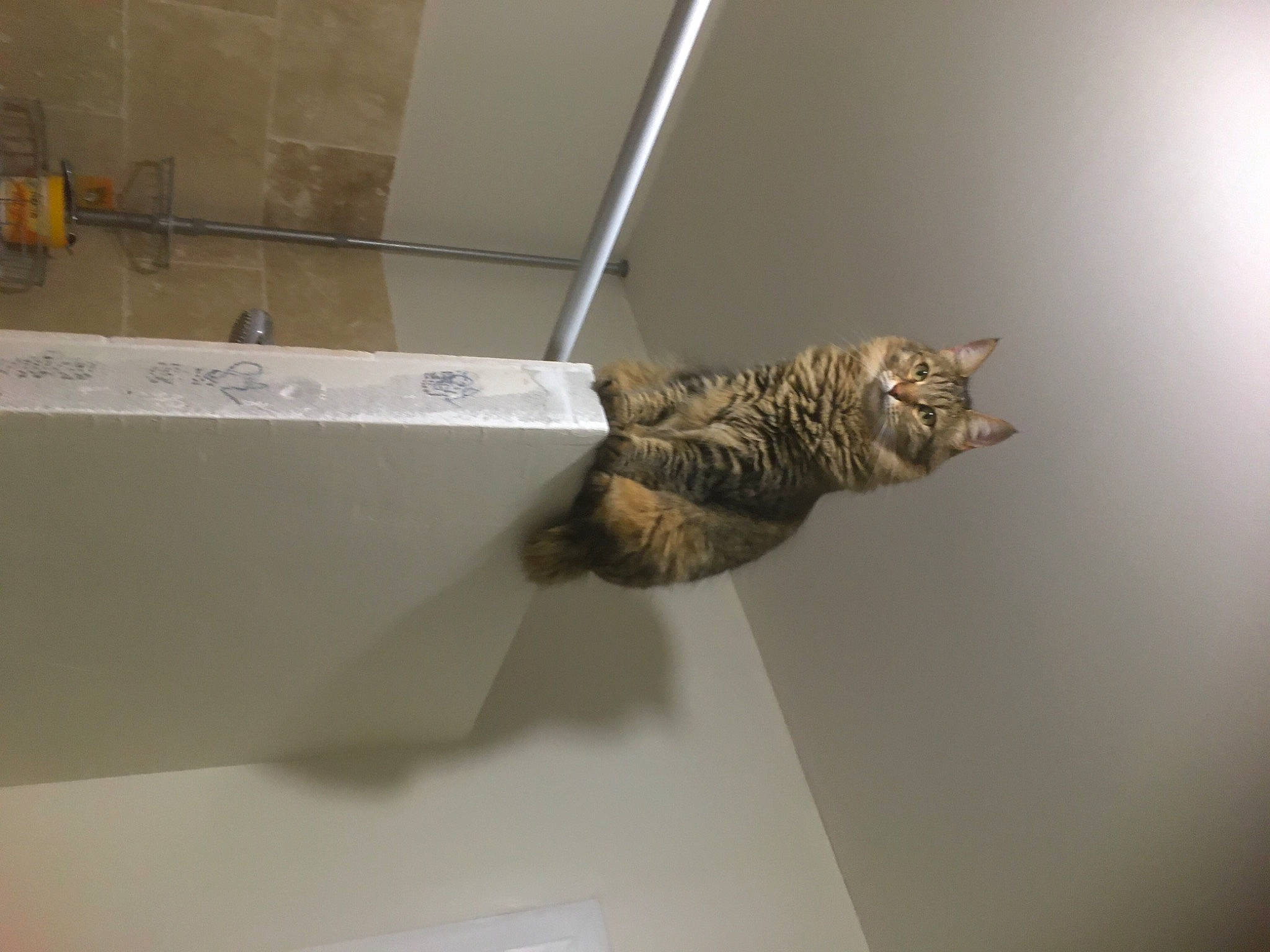 Crapule participe au concours pour gagner de l'argent avec cette photo : art, carnivore, cat, ceiling, domestic_short_haired_cat, felidae, fur, metal, room, small_to_medium_sized_cats, tail, tourist_attraction, whiskers, wood