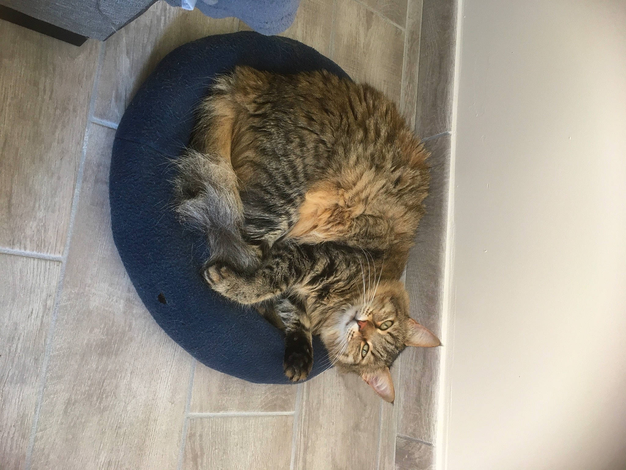 Crapule a rejoint le concours — aidez-le/la à gagner de superbes lots ! animal_shelter, carnivore, cat, claw, domestic_short_haired_cat, felidae, flooring, fur, hardwood, nap, paw, small_to_medium_sized_cats, snout, sporting_group, tail, terrestrial_animal, whiskers, wildlife, window, wood