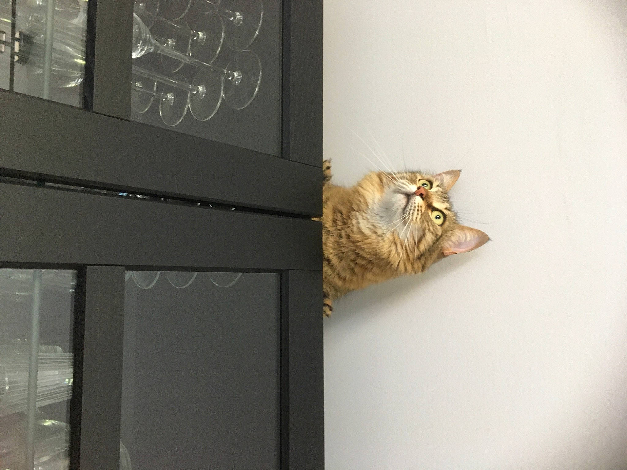 Crapule a rejoint le concours — aidez-le/la à gagner de superbes lots ! carnivore, cat, ceiling, display_case, domestic_short_haired_cat, felidae, fur, metal, rectangle, room, small_to_medium_sized_cats, tail, terrestrial_animal, whiskers, wood