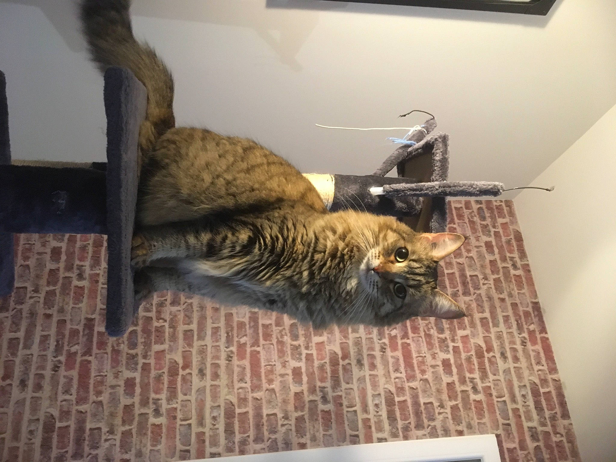 Crapule a rejoint le concours — aidez-le/la à gagner de superbes lots ! cardboard, carnivore, cat, comfort, domestic_short_haired_cat, door, felidae, flooring, fur, grey, hardwood, house, room, small_to_medium_sized_cats, snout, tail, tree, whiskers, window, wood