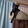 black_cat, cat_tree, pet, indoor, curtains, relaxed, feline, paw, fur, yellow_eyes, window_covering, carpeted, home, animal, resting, domestic_cat, looking, vertical_blinds, texture, ceiling