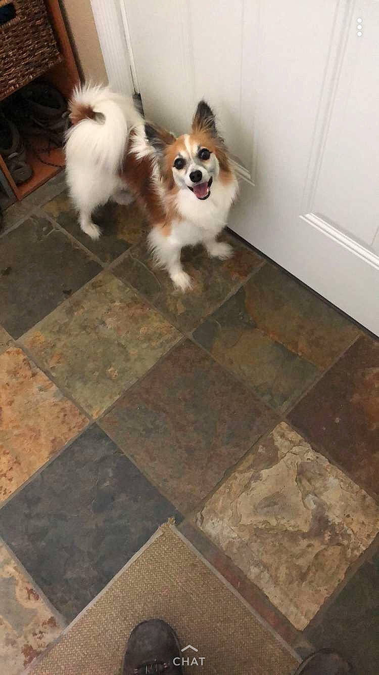 Cody is registered to the contest to win money with this photo: canidae, carnivore, companion_dog, dog, dog_breed, elo, fawn, floor, flooring, mammal, non_sporting_group, papillon, phalene, pomeranian, puppy, spitz, tail, tile, toy_dog