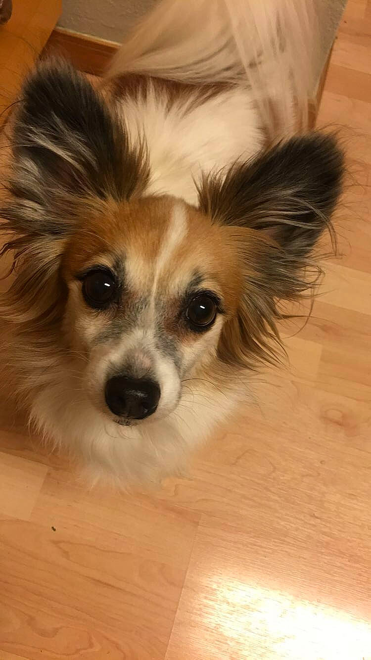 Cody is registered to the contest to win money with this photo: canidae, carnivore, companion_dog, dog, dog_breed, ear, fawn, mammal, papillon, phalene, puppy, rare_breed_dog, snout, spaniel, sporting_group, toy_dog, vertebrate, whiskers