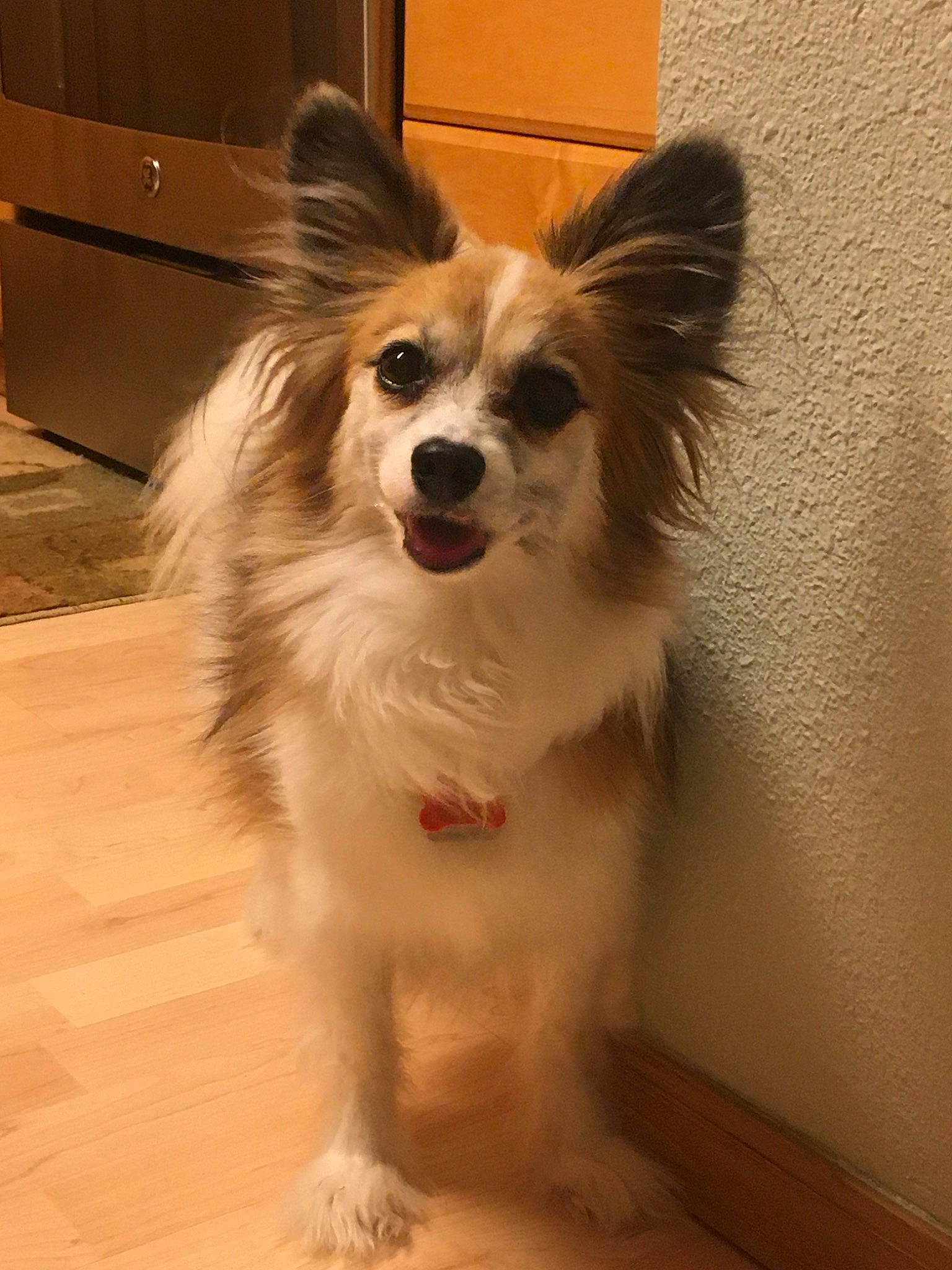 Cody joined the competition — help win amazing prizes! canidae, carnivore, companion_dog, dog, dog_breed, ear, mammal, papillon, phalene, puppy, rare_breed_dog, snout, spaniel, sporting_group, toy_dog, vertebrate, whiskers