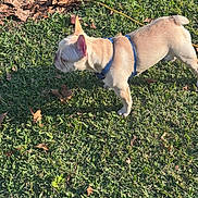 Nova joined the competition — help win amazing prizes! alert, animal, brown, canine, daytime, dog, french_bulldog, grass, greenery, harness, leaves, mammal, nature, outdoor, pet, side_view, small_dog, summer, sunlight, walking