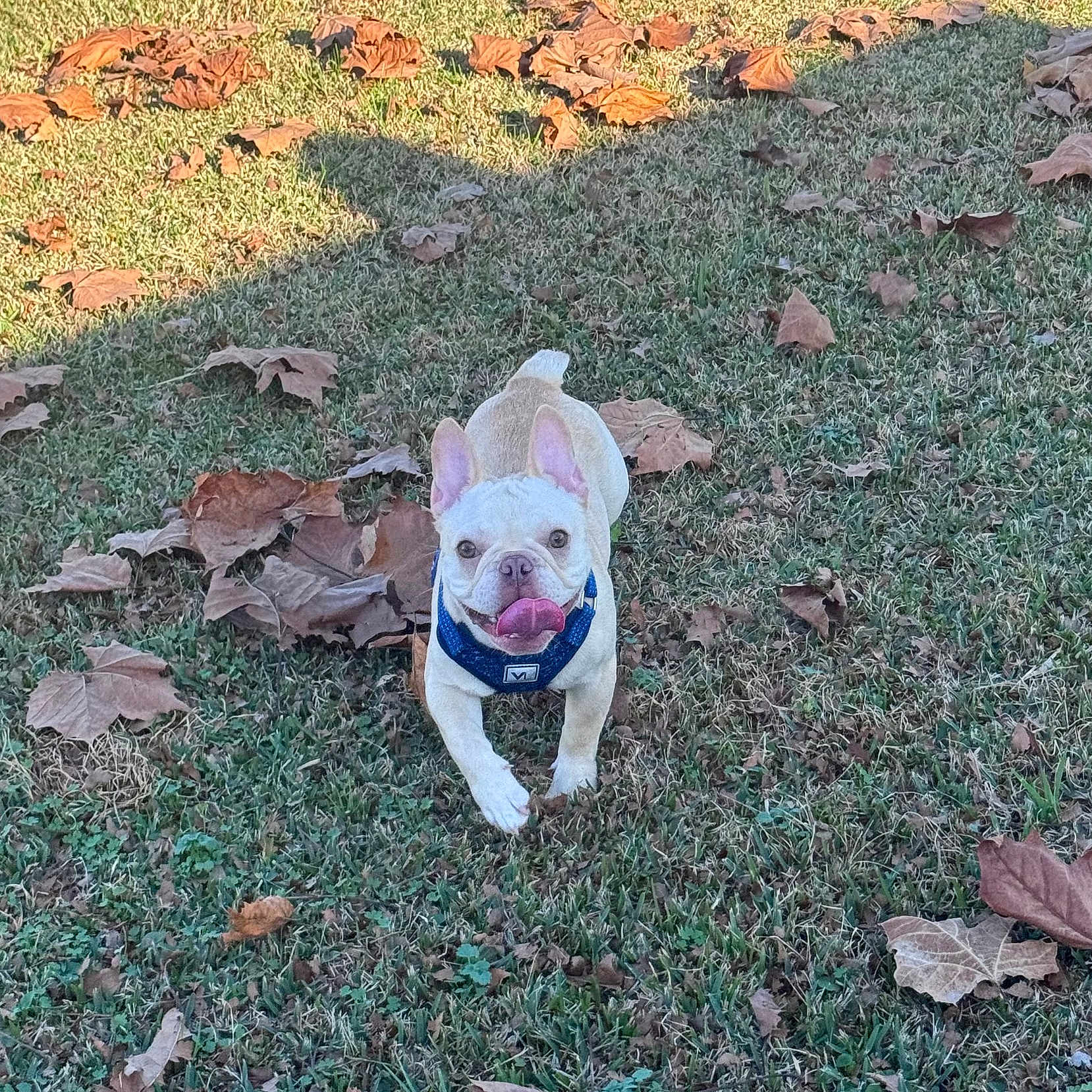 Nova