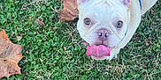 Nova is registered to the contest to win money with this photo: animal, canine, close_up, collar, cute, dog, french_bulldog, friendly, grass, greenery, happy, leaf, mammal, nature, outdoor, pet, playful, summer, tongue_out, walking