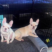 Nova joined the competition — help win amazing prizes! dog, puppy, french_bulldog, pet, animal, indoor, bed, crate, toy, floor, ears, cute, resting, looking, curious, white, tan, fur, canine, companions