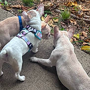 Sky joined the competition — help win amazing prizes! dog, french_bulldog, outdoor, concrete, leaves, grass, harness, pet, animal, sniffing, three_dogs, nature, fall, curious, canine, walking, daylight, side_view, group, playful