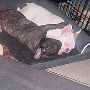 Sky is registered to the contest to win money with this photo: animal, bed, blanket, brindle_dog, canine, companion, cozy, crate, cute, dog, floor, friendship, indoor, paw, pet, puppy, resting, sleeping, snuggling, white_dog