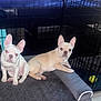 dog, french_bulldog, pet, animal, bed, crate, indoor, tile_floor, white, tan, ears, cute, resting, looking_at_camera, red_eye, two_dogs, floor, cage, toy, curious