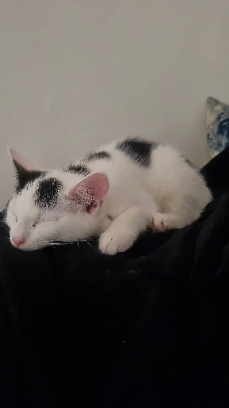 Candy is registered to the contest to win money with this photo: carnivore, cat, claw, comfort, domestic_short_haired_cat, felidae, fur, paw, sky, small_to_medium_sized_cats, tail, whiskers