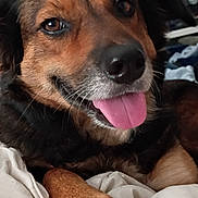 Ella is registered to the contest to win money with this photo: dog, tongue_out, pet, brown_fur, black_fur, paw, blanket, indoor, wall_decor, closeup, happy, animal, canine, resting, cute, fur, snout, ears, portrait, relaxed