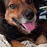 dog, tongue_out, pet, brown_fur, black_fur, paw, blanket, indoor, wall_decor, closeup, happy, animal, canine, resting, cute, fur, snout, ears, portrait, relaxed