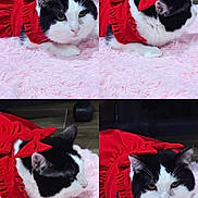 Rio joined the competition — help win amazing prizes! adorable, black_and_white_cat, bow, cat, close_up, collage, cozy, cute, feline, fluffy_rug, fur, indoor, paws, pet, pink_rug, portrait, red_dress, sitting, textile, whiskers