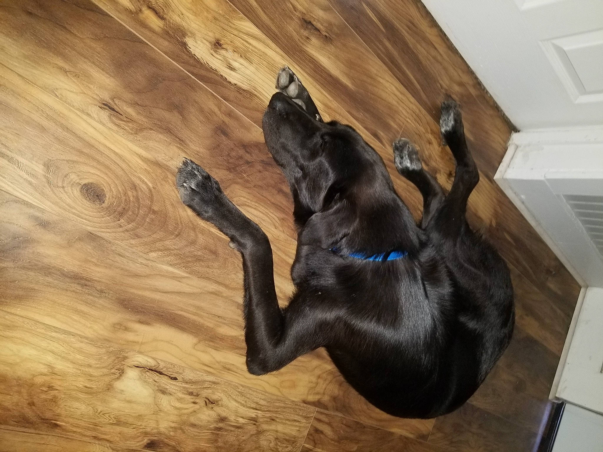 Buddy Elvis is registered to the contest to win money with this photo: canidae, carnivore, comfort, companion_dog, dog, dog_breed, fawn, flooring, guard_dog, hardwood, laminate_flooring, liver, snout, tail, terrestrial_animal, varnish, wood, wood_flooring, wood_stain, working_animal