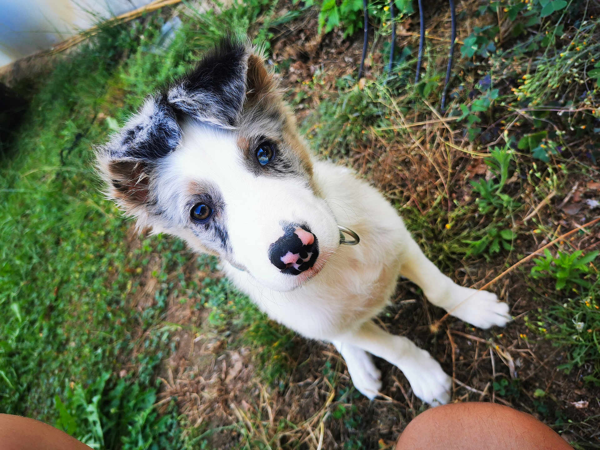 Apy a rejoint le concours — aidez-le/la à gagner de superbes lots ! puppy, dog, merle, outdoor, grass, curious, pet, animal, canine, nature, young, fur, ears, eyes, nose, collar, playful, cute, looking_up, ground