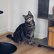Luna a rejoint le concours — aidez-le/la à gagner de superbes lots ! cat, tabby, indoor, wooden_floor, furniture, shelf, curious, pet, animal, green_eyes, household, domestic_cat, flooring, modern, clean, white_wall, sitting, head_tilt, mammal, cute
