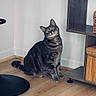 cat, tabby, indoor, wooden_floor, furniture, shelf, curious, pet, animal, green_eyes, household, domestic_cat, flooring, modern, clean, white_wall, sitting, head_tilt, mammal, cute