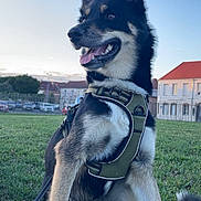 Una a rejoint le concours — aidez-le/la à gagner de superbes lots ! dog, animal, pet, grass, harness, outdoor, park, canine, sitting, ears_up, tongue_out, suburban, sky, buildings, leash, happy, daylight, nature, fence, house