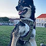 dog, animal, pet, grass, harness, outdoor, park, canine, sitting, ears_up, tongue_out, suburban, sky, buildings, leash, happy, daylight, nature, fence, house