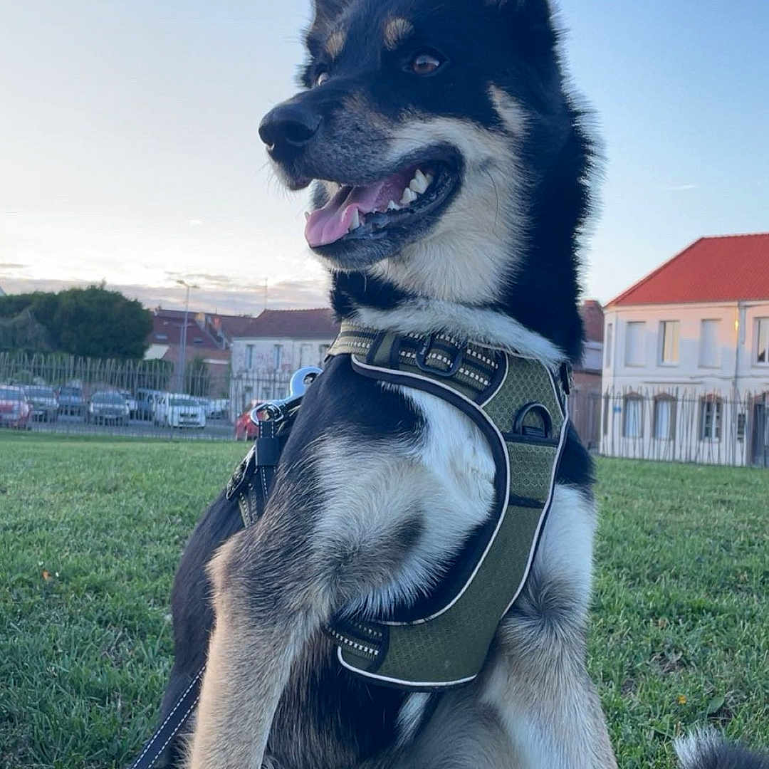 Una a rejoint le concours — aidez-le/la à gagner de superbes lots ! animal, buildings, canine, daylight, dog, ears_up, fence, grass, happy, harness, house, leash, nature, outdoor, park, pet, sitting, sky, suburban, tongue_out