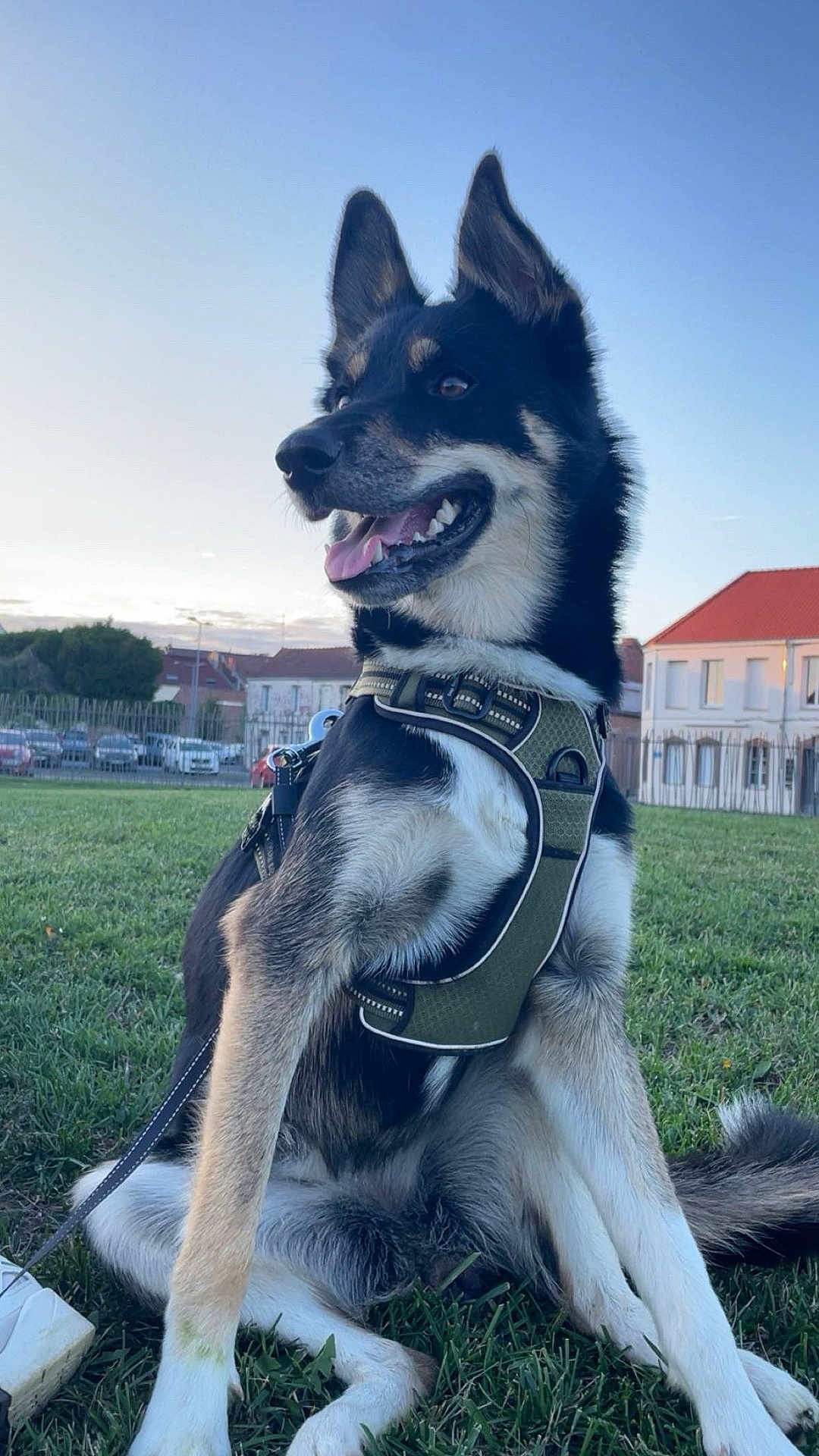Una a rejoint le concours — aidez-le/la à gagner de superbes lots ! dog, animal, pet, grass, harness, outdoor, park, canine, sitting, ears_up, tongue_out, suburban, sky, buildings, leash, happy, daylight, nature, fence, house