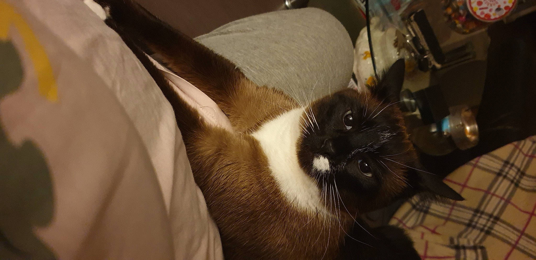 Nougat participe au concours pour gagner de l'argent avec cette photo : carnivore, cat, comfort, domestic_short_haired_cat, eye, fawn, felidae, flooring, fur, human_leg, linens, paw, room, small_to_medium_sized_cats, snout, tail, tints_and_shades, whiskers, window, wood