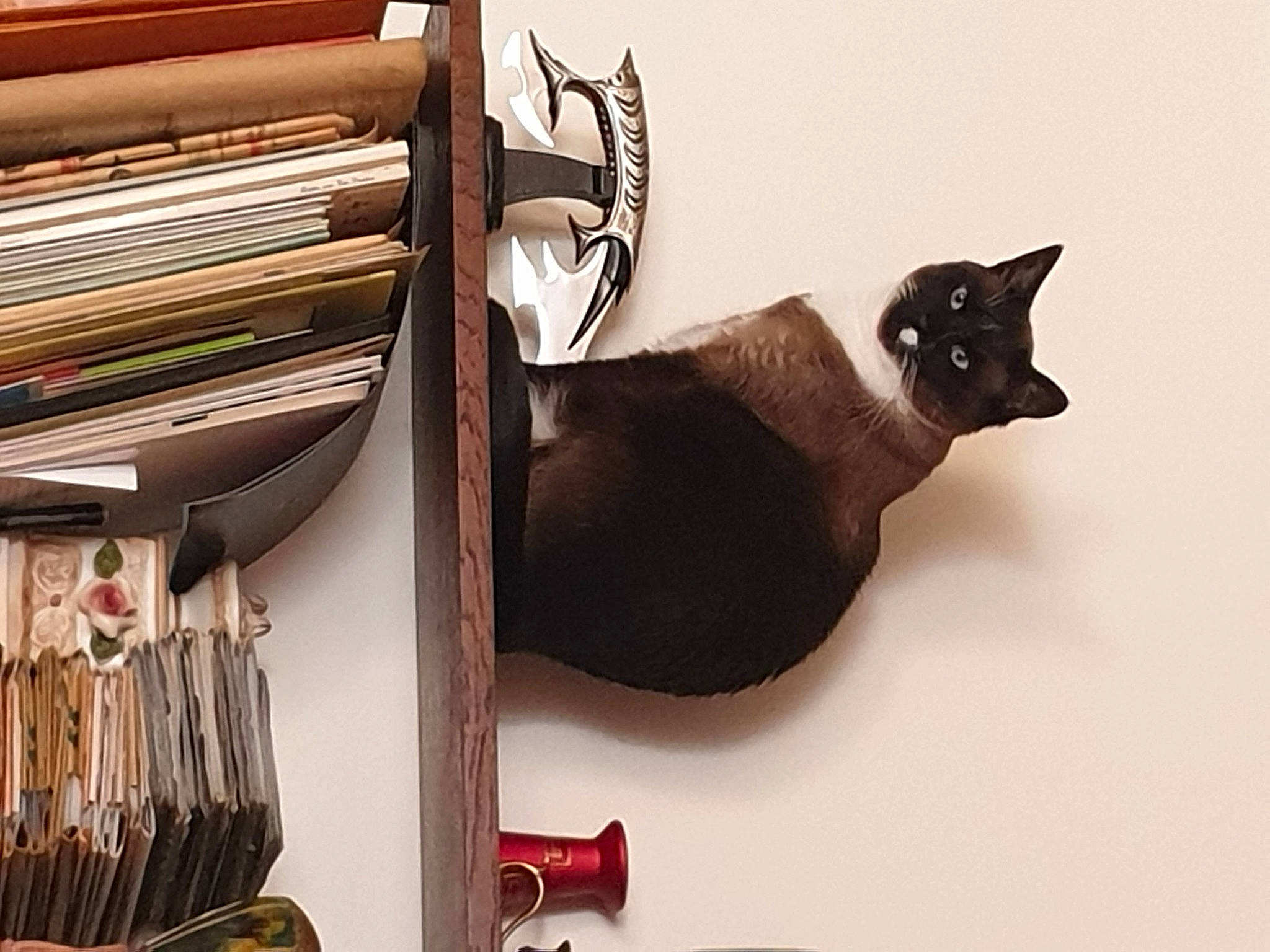 Nougat a rejoint le concours — aidez-le/la à gagner de superbes lots ! black_cat, bookcase, carnivore, cat, cat_supply, design, domestic_short_haired_cat, drawer, felidae, hardwood, office_supplies, pet_supply, publication, room, shelf, shelving, small_to_medium_sized_cats, tail, whiskers, wood
