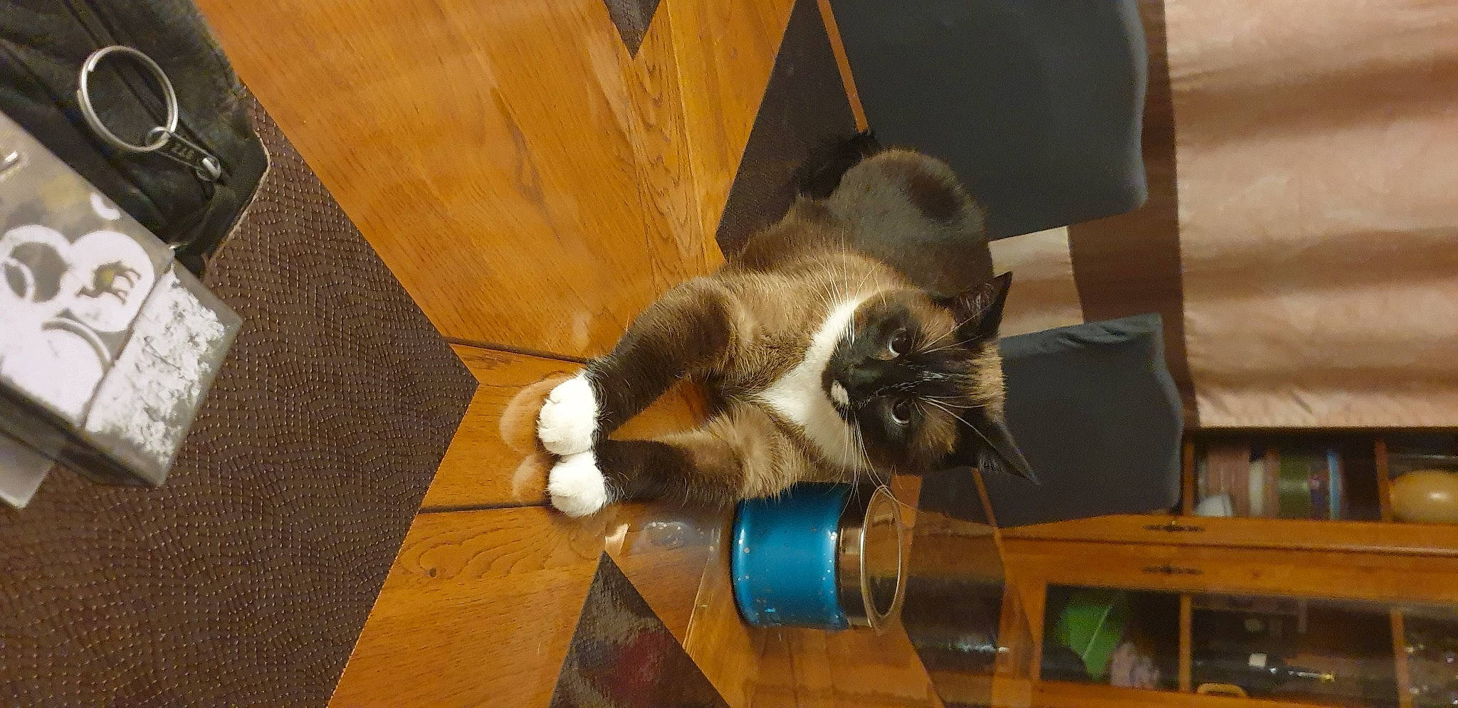 Nougat a rejoint le concours — aidez-le/la à gagner de superbes lots ! carnivore, cat, chair, fawn, felidae, floor, flooring, fur, hardwood, laminate_flooring, natural_material, pet_supply, plywood, room, small_to_medium_sized_cats, tail, varnish, whiskers, wood, wood_stain