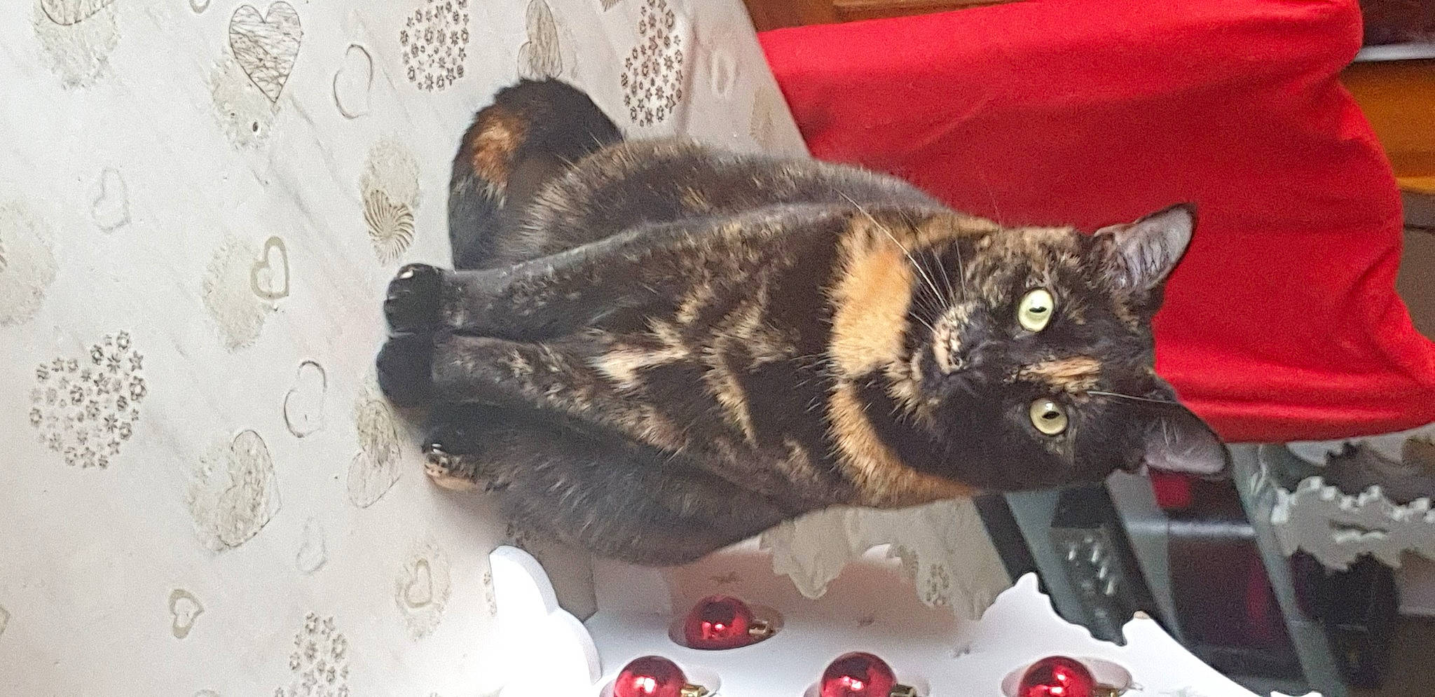 Lexy a rejoint le concours — aidez-le/la à gagner de superbes lots ! berry, carnivore, cat, chair, claw, comfort, domestic_short_haired_cat, door, felidae, flooring, fruit, fur, paw, room, small_to_medium_sized_cats, snout, tail, terrestrial_animal, whiskers, window