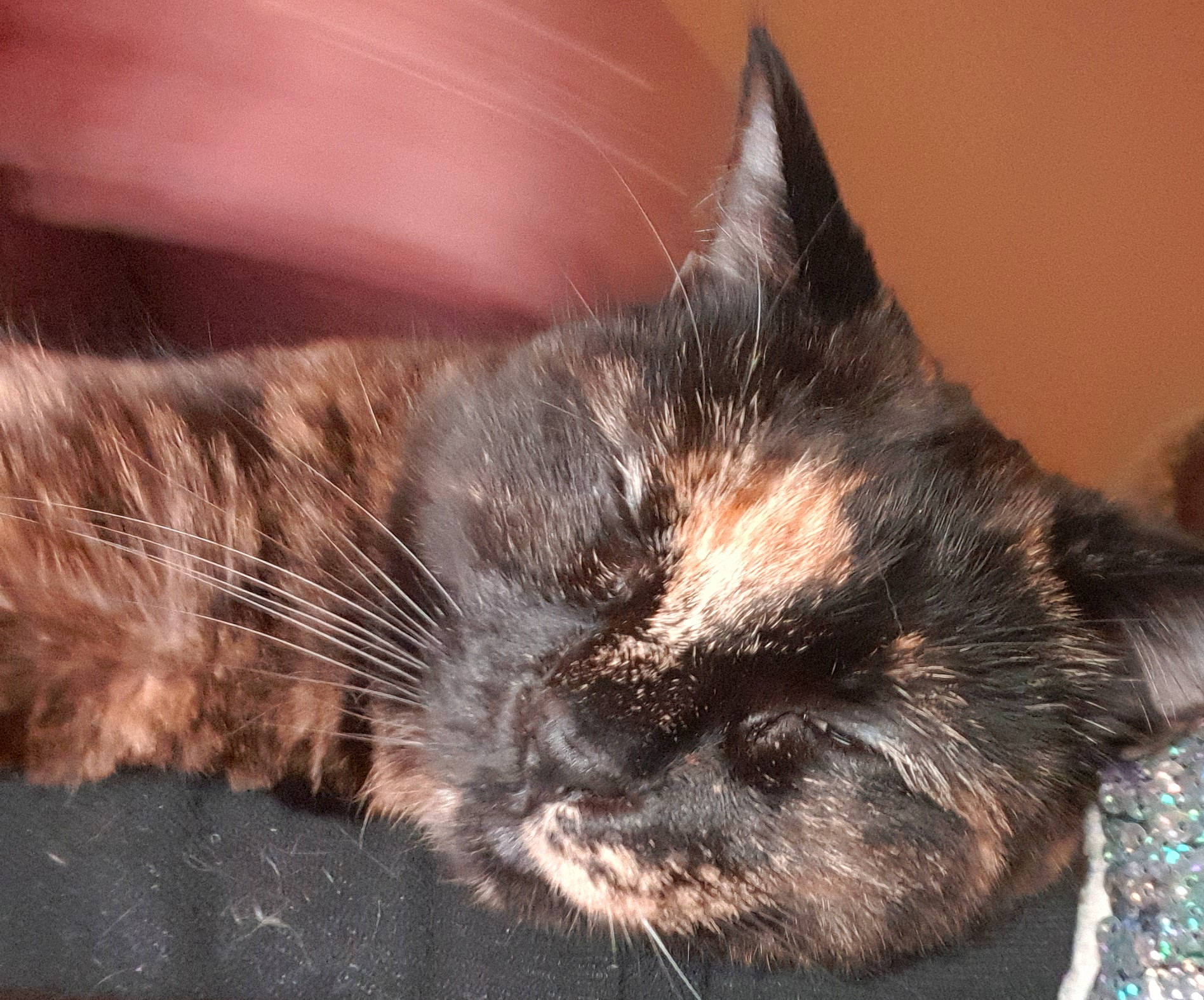 Lexy participe au concours pour gagner de l'argent avec cette photo : black_cat, carnivore, cat, claw, close_up, comfort, domestic_short_haired_cat, ear, eye, felidae, fur, nap, paw, small_to_medium_sized_cats, snout, tail, whiskers