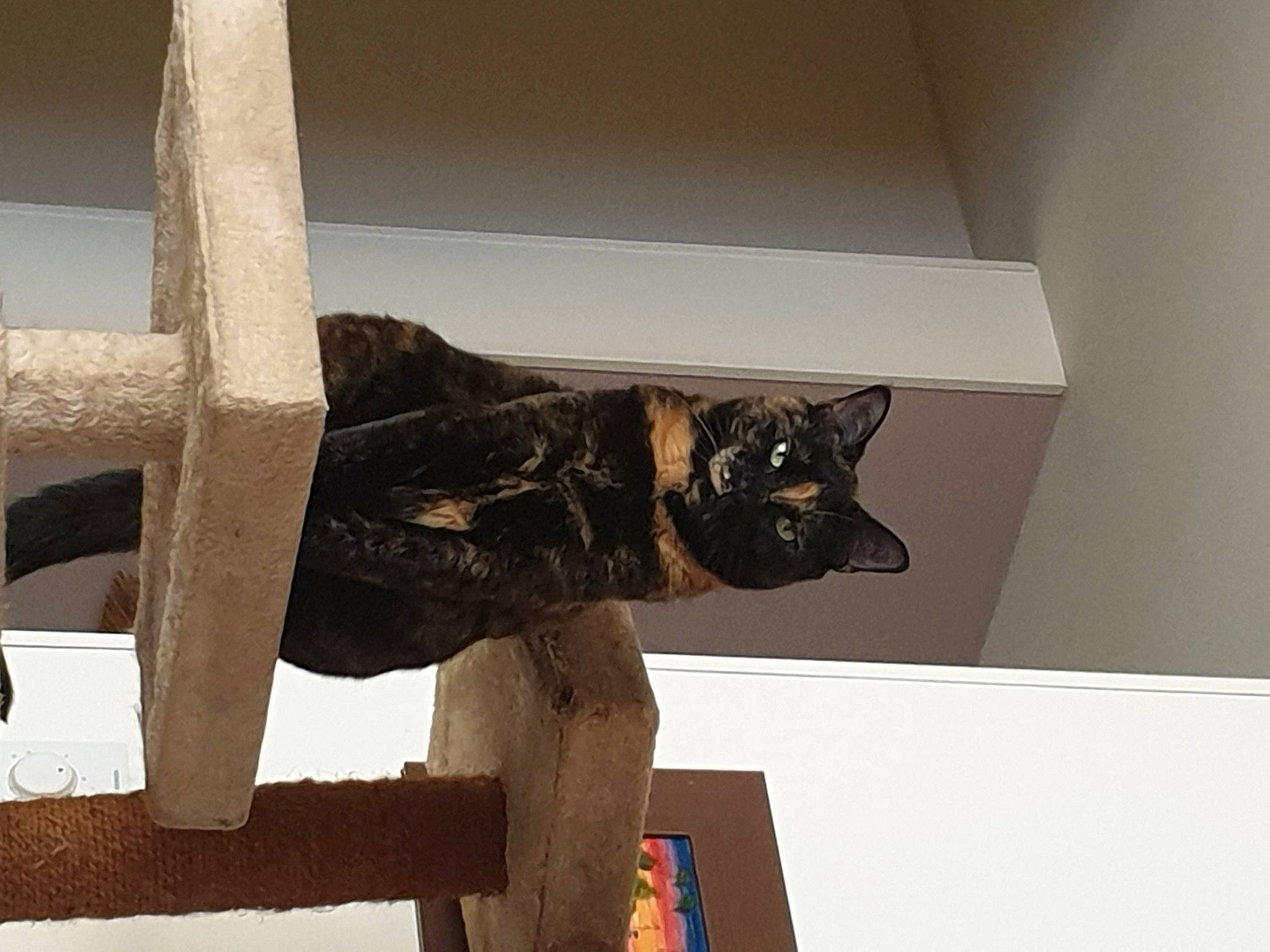 Lexy participe au concours pour gagner de l'argent avec cette photo : art, building, carnivore, carving, cat, felidae, hardwood, metal, room, sculpture, small_to_medium_sized_cats, statue, tail, visual_arts, wood