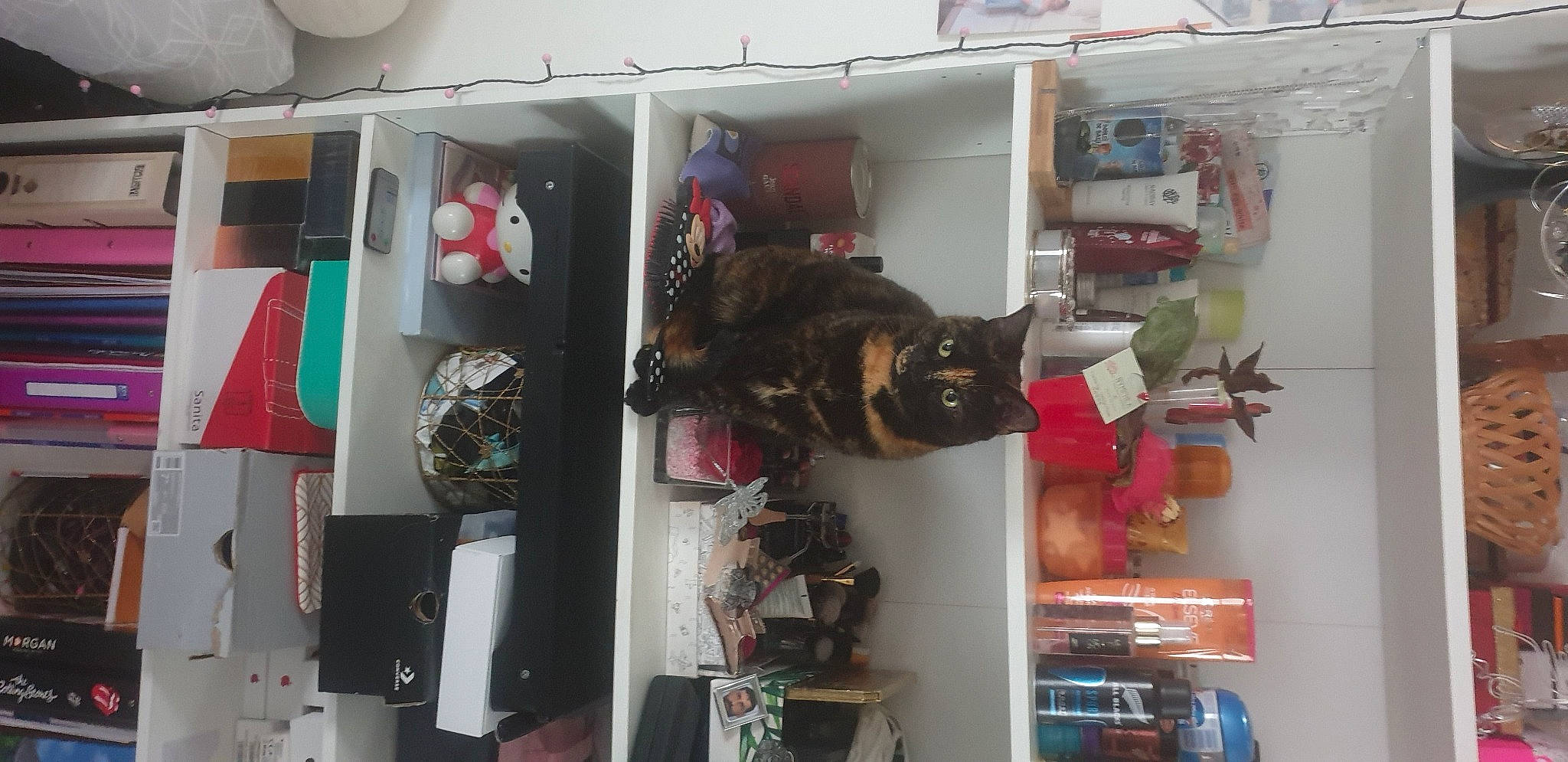 Lexy participe au concours pour gagner de l'argent avec cette photo : carmine, cat, event, felidae, room, shelf, shelving, small_to_medium_sized_cats
