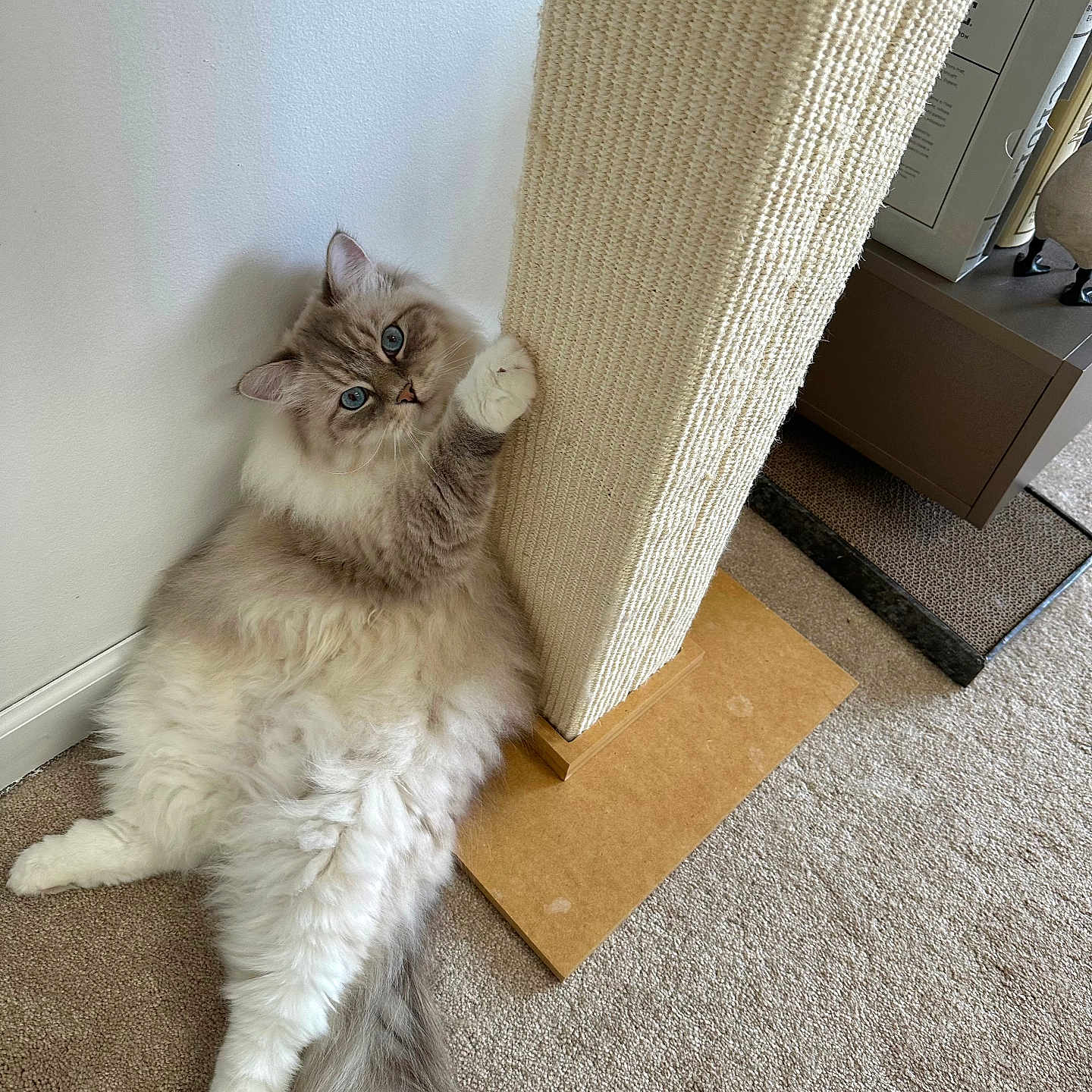 Loki is registered to the contest to win money with this photo: angora, animal, cat, closet, cupboard, door, furniture, hardwood, homedecor, indoors, interiordesign, kitten, manx, pet, plywood, shelf, siamese, window, windowsill, wood