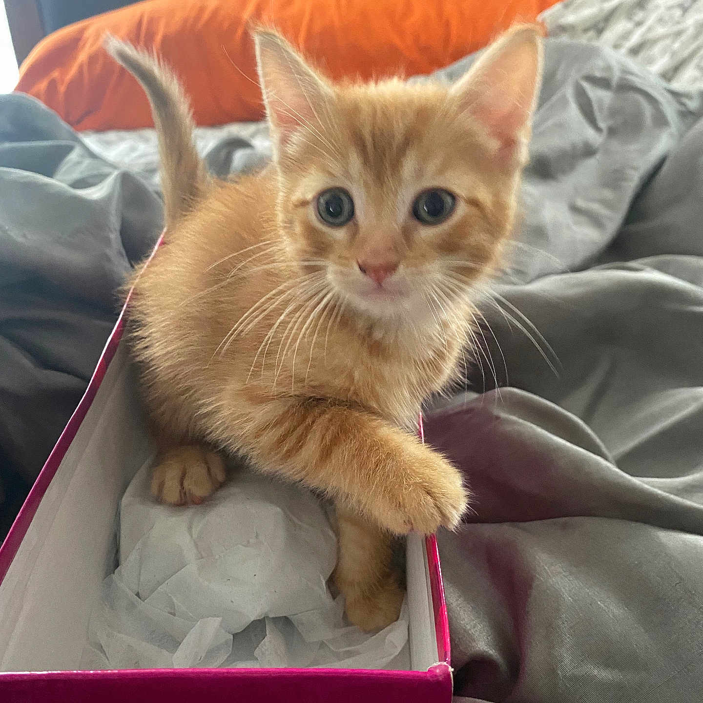 Simba joined the competition — help win amazing prizes! animal, bed, bedding, box, cat, curious, cute, ears, feline, indoor, kitten, orange_tabby, paw, pet, pillow, small, soft, tissue_paper, whiskers, young