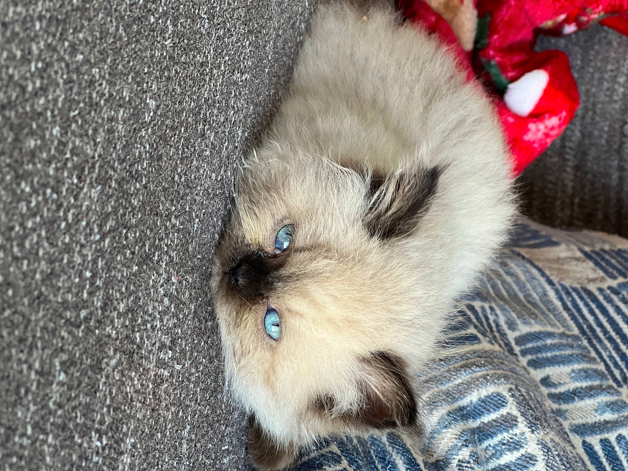 Coop is registered to the contest to win money with this photo: birman, carnivore, cat, claw, comfort, companion_dog, dog_breed, domestic_short_haired_cat, fawn, felidae, fur, paw, siamese, small_to_medium_sized_cats, snout, tail, terrestrial_animal, whiskers