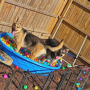 Royal joined the competition — help win amazing prizes! dog, german_shepherd, kiddie_pool, plastic_balls, backyard, fence, sunny, playful, tongue_out, pet, animal, outdoor, happy, water, summer, grass, metal_gate, wooden_fence, colorful, fun