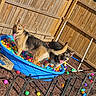 animal, backyard, colorful, dog, fence, fun, german_shepherd, grass, happy, kiddie_pool, metal_gate, outdoor, pet, plastic_balls, playful, summer, sunny, tongue_out, water, wooden_fence