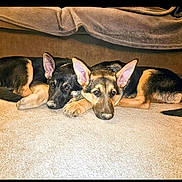 Royal And Blaze joined the competition — help win amazing prizes! dog, german_shepherd, puppy, carpet, indoor, pets, lying_down, ears, two_animals, brown, black, canine, fur, companion, relaxed, cute, animal, domestic_animal, laying, young