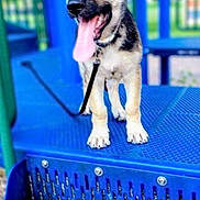 Ace is registered to the contest to win money with this photo: dog, puppy, german_shepherd, playground, blue_structure, tongue_out, leash, outdoor, pet, animal, happy, young_dog, metal, steps, daytime, nature, blurred_background, cute, fun, play