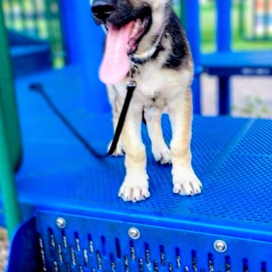 Ace is registered to the contest to win money with this photo: animal, blue_structure, blurred_background, cute, daytime, dog, fun, german_shepherd, happy, leash, metal, nature, outdoor, pet, play, playground, puppy, steps, tongue_out, young_dog