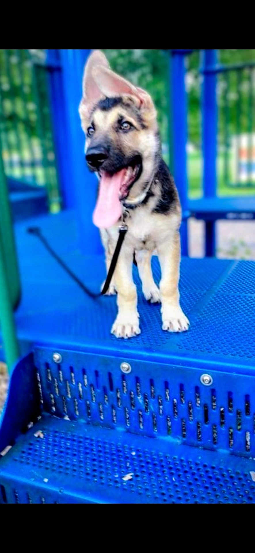 Ace is registered to the contest to win money with this photo: dog, puppy, german_shepherd, playground, blue_structure, tongue_out, leash, outdoor, pet, animal, happy, young_dog, metal, steps, daytime, nature, blurred_background, cute, fun, play