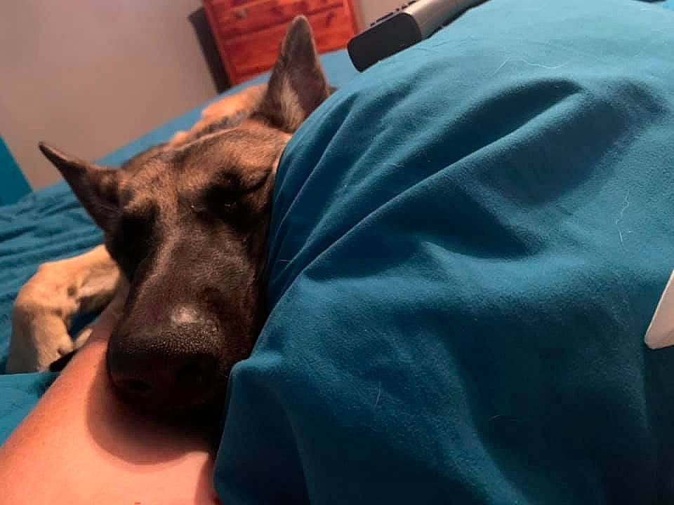 Dexter is registered to the contest to win money with this photo: canidae, carnivore, comfort, companion_dog, dog, dog_breed, fawn, felidae, foot, fur, german_shepherd_dog, guard_dog, human_leg, nap, small_to_medium_sized_cats, snout, sporting_group, terrestrial_animal, whiskers, working_animal