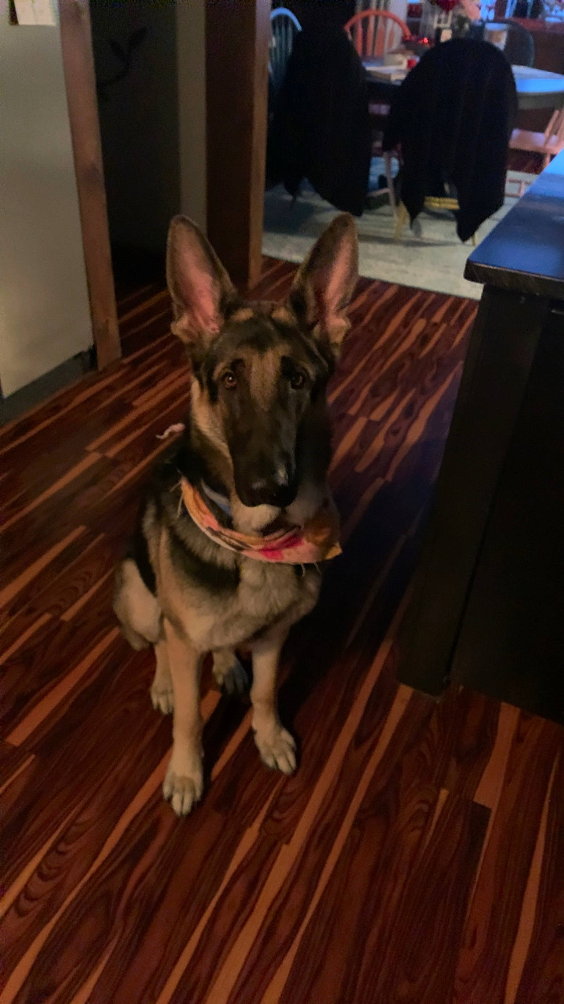 Dexter is registered to the contest to win money with this photo: brown, canidae, carnivore, collar, companion_dog, dog, dog_breed, fawn, floor, flooring, german_shepherd_dog, hardwood, laminate_flooring, plank, snout, varnish, whiskers, wood, wood_flooring, wood_stain