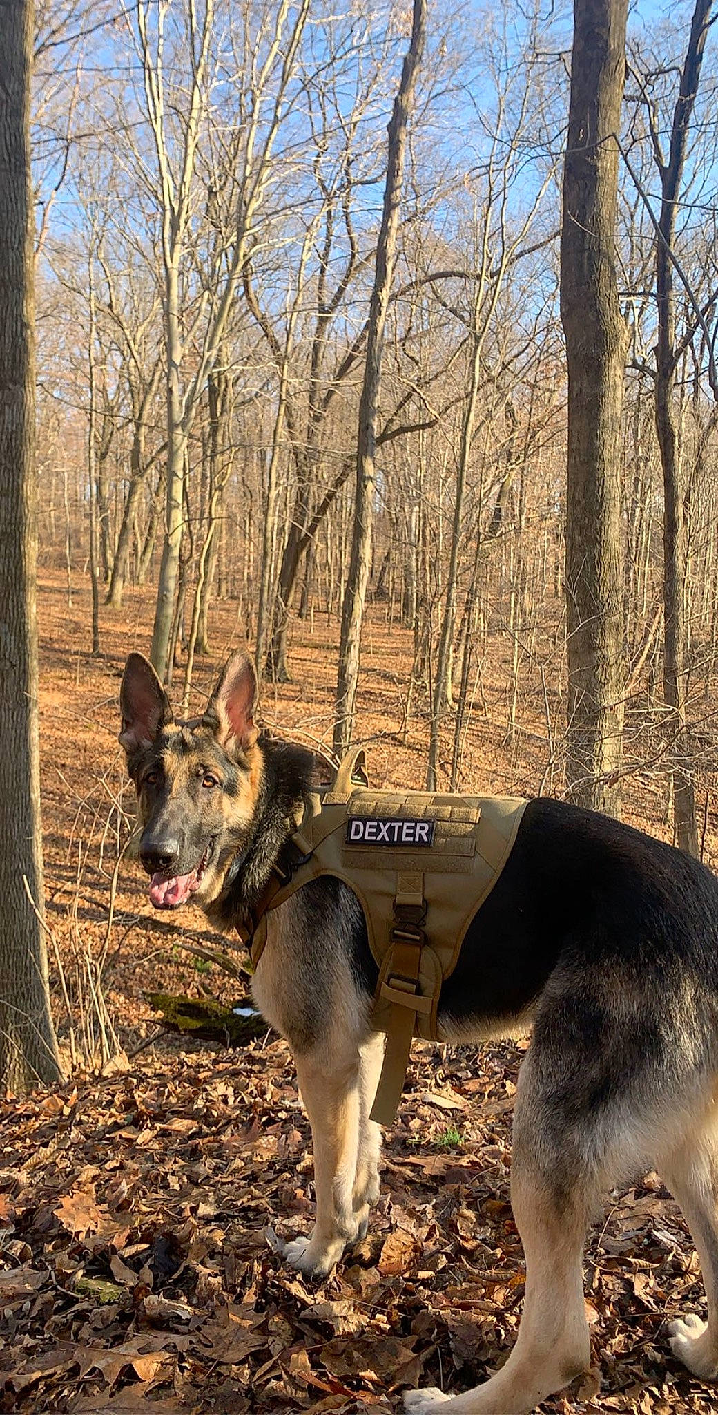 Dexter is registered to the contest to win money with this photo: canidae, canis, carnivore, dog, dog_breed, dog_supply, east_european_shepherd, fawn, forest, german_shepherd_dog, pet_supply, sky, snout, sporting_group, tail, terrestrial_animal, tree, wildlife, working_animal, working_dog