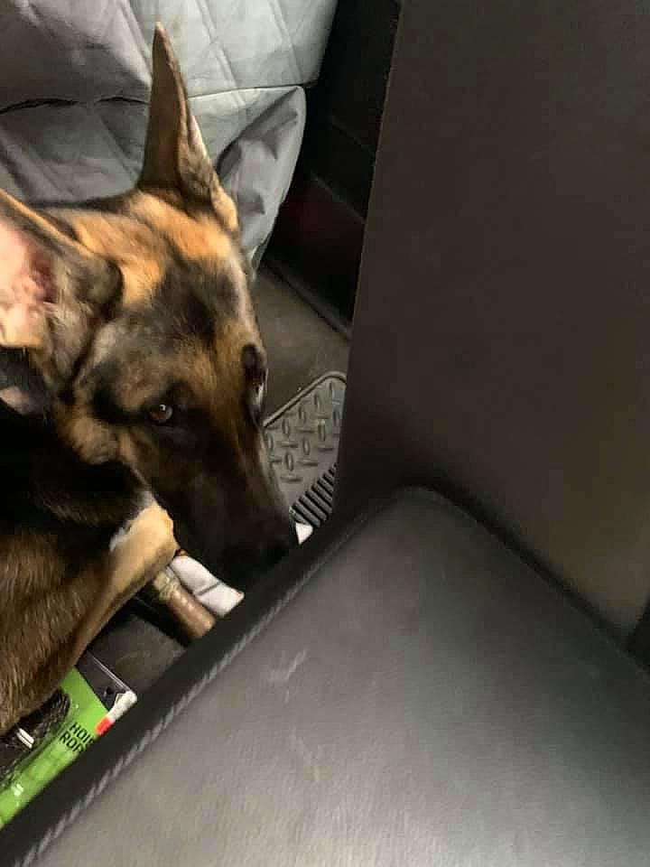 Trudy is registered to the contest to win money with this photo: canidae, canis, carnivore, companion_dog, dog, dog_breed, east_european_shepherd, fawn, flooring, fur, german_shepherd_dog, guard_dog, herding_dog, king_shepherd, old_german_shepherd_dog, snout, sporting_group, working_animal, working_dog