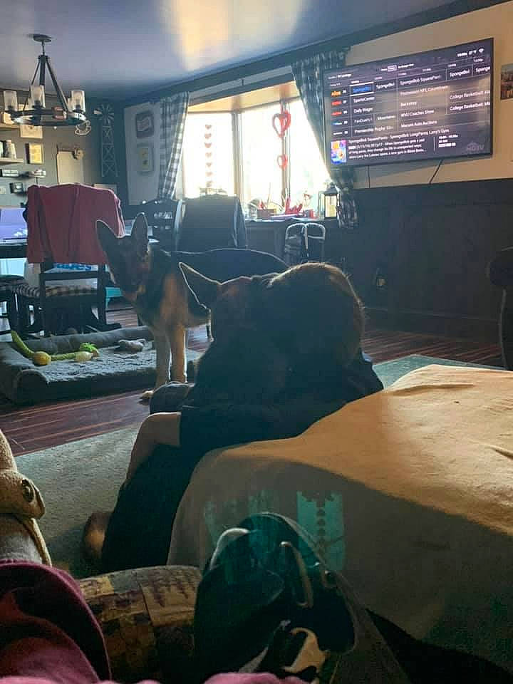 Trudy is registered to the contest to win money with this photo: building, carnivore, chair, comfort, companion_dog, couch, dog, floor, flooring, interior_design, lamp, light, lighting, living_room, mammal, picture_frame, tints_and_shades, vertebrate, window, wood