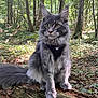 Urio participe au concours pour gagner de l'argent avec cette photo : cat, gray_cat, fluffy, forest, trees, log, outdoor, nature, animal, pet, feline, wildlife, moss, sunlight, leaves, wood, sitting, harness, alert, whiskers
