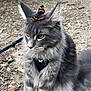 Urio participe au concours pour gagner de l'argent avec cette photo : cat, butterfly, forest, path, gray_fur, fluffy, animal, nature, wildlife, outdoor, leaves, rocks, trees, whiskers, ears, eyes, pet, closeup, wild, calm
